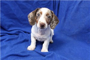 Gabriel - Mini Dachshund for sale