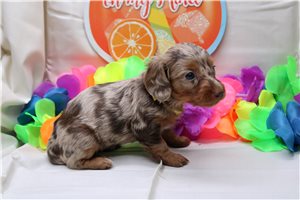 Beth - Dachshund, Mini for sale