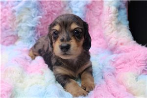 Hamilton - puppy for sale