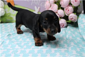 Lavender - puppy for sale