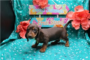 Penelope - puppy for sale