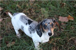 Peter - Dachshund, Mini for sale