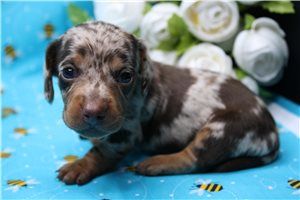 Archer - puppy for sale