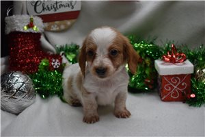 Harper - puppy for sale