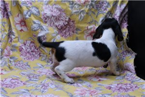 Giza - Dachshund, Mini for sale
