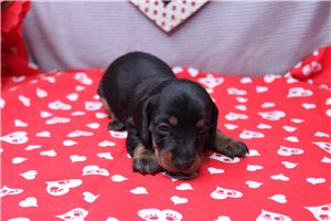 Lavender - Dachshund, Mini for sale