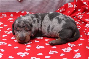 Omega - Mini Dachshund for sale