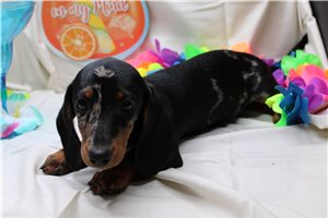 Legend - Dachshund, Mini for sale