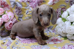 Atticus - Dachshund, Mini for sale
