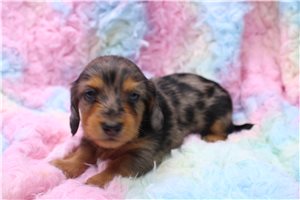 Heathcliff - puppy for sale