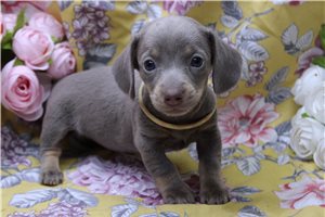 Ducky - Dachshund, Mini for sale