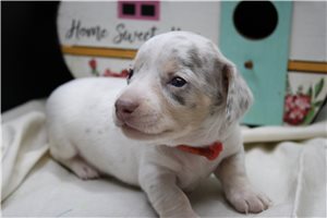 Delaney - Mini Dachshund for sale