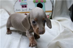 Anya - Dachshund, Mini for sale