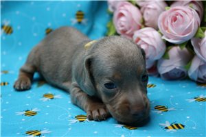 Anya - puppy for sale