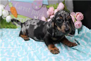 Rhett - Dachshund, Mini for sale