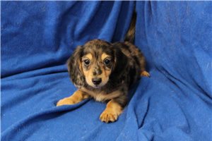 Hamilton - Mini Dachshund for sale