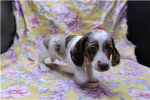 Gabriel - Dachshund, Mini for sale
