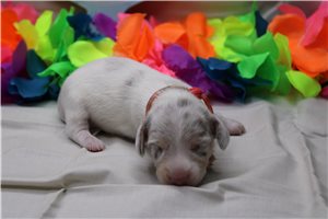 Delaney - puppy for sale