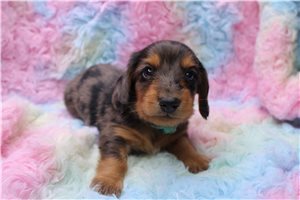 Hector - puppy for sale