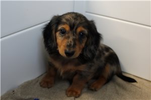 Heathcliff - Mini Dachshund for sale