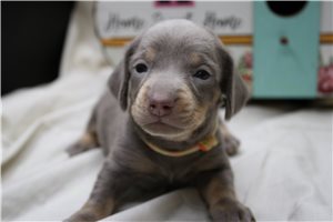 Ducky - Dachshund, Mini for sale