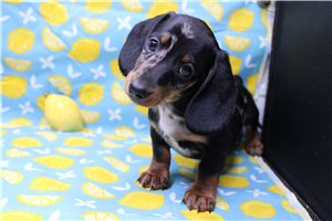 Legend - Dachshund, Mini for sale