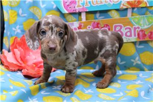 Derek - puppy for sale