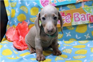 Atticus - Dachshund, Mini for sale