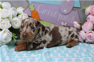 Oswald - Dachshund, Mini for sale
