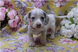 Delaney - Dachshund, Mini for sale