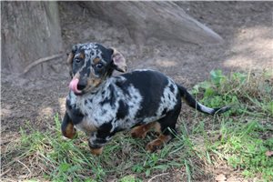 Rhett - Dachshund, Mini for sale