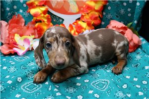 Derek - Dachshund, Mini for sale