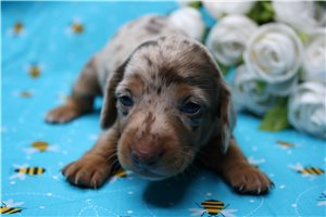Barry - Mini Dachshund for sale