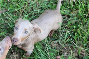 Atticus - Dachshund, Mini for sale
