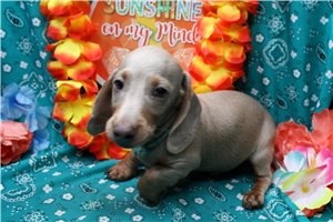 Atticus - Dachshund, Mini for sale