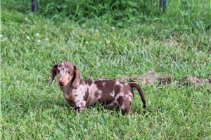 Derek - Dachshund, Mini for sale
