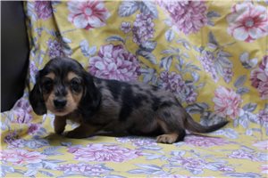Hamilton - Dachshund, Mini for sale