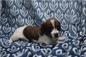 Willow - Wire Dachshund for sale