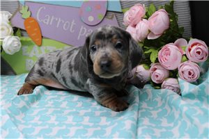 Omega - Mini Dachshund for sale