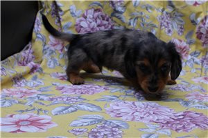 Heathcliff - Dachshund, Mini for sale