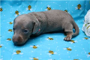 Amelia - puppy for sale