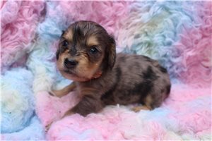 Holden - puppy for sale