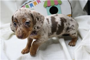 Briar - Dachshund, Mini for sale