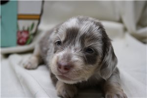 Domingo - Dachshund, Mini for sale