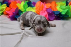 Domingo - puppy for sale