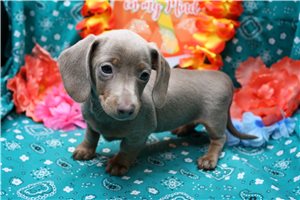 Tasha - Dachshund, Mini for sale