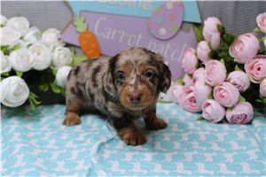 Mandy - Dachshund, Mini for sale