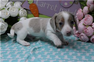 Leland - puppy for sale
