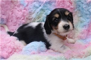 Hermes - Dachshund, Mini for sale
