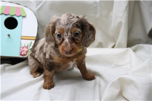 Beth - Dachshund, Mini for sale